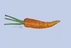 Carrot