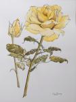 Yellow Rose with Leaves with Bud, 2012,pencil and (w/c on handmade paper) r