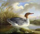 A Dun Diver (Goosander) (oil on canvas)