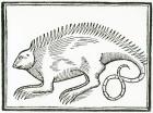 A Reptile found in the New World, from 'La historia general de las Indias', 1547 (woodcut)