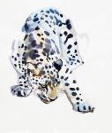 Arabian Leopard, 2008 (w/c on paper)
