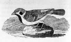 The Mountain Sparrow, illustration from 'A History of Birds' by Thomas Bewick, first published 1797 (woodcut)