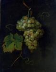 Grapes (oil on canvas)