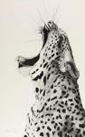 Leopard Yawning, 2008, (Charcoal on paper)