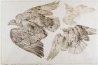 Eagles (pen & brown ink on paper)