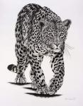 Prowling, 2004, (Charcoal on paper)