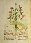 Ms 1591 Fol.6v Herba Chavalaritas Romana, late c.15th (vellum)