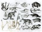 Marsupialia, Monetremata, Edentata (litho) (b/w photo)