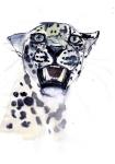 Incisor Snarl (Arabian Leopard), 2008 (w/c on paper)
