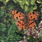Flutter - Comma Butterfly On Japonica