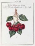 Large Shiny Black Cherry, 19th century (print)