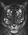 Tiger on black dream, 2014,(charcoal on paper)