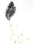 Feather {Fay-erie Dust}, 2014 (wood engraving and plant fragments on paper)