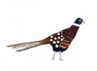 Pheasant, 2013, (cut paper)