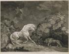A Horse Affrighted by a Lion, engraved by the artist (etching)