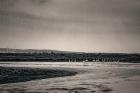 Landscape, from the series Camargue Flamingoes, 2017 (photograph)