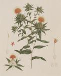 Sussa (Leaves, Flowers and Details) formerly attributed to James Bruce (1730-94) (w/c over graphite on paper)