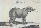 Tapir, from 'The Gentleman's Magazine', published in December 1772 (engraving)