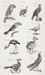 Different types of birds (engraving)