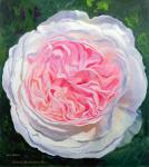 Victorian Rose (oil on board)