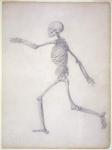 The Human Skeleton, lateral view, from the series 'A Comparative Anatomical Exposition of the Structure of the Human Body with that of a Tiger and a Common Fowl, 1795-1806 (graphite on paper)