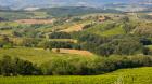 Vineyards, Tuscany, Italy (photo)