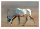 Arabian Oryx, 2010 (oil on paper)