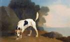 Foxhound on the Scent, c.1760 (oil on paper laid on board)