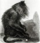 The Indian Waderoo Monkey (Silenus Veter) engraved by Pearson, October 1859 (engraving) (b/w photo)