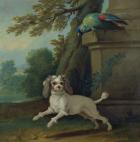Zaza, the dog, c.1730 (oil on canvas)