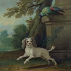 Zaza, the dog, c.1730 (oil on canvas)