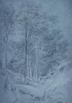Study of ash and other trees (pencil on paper, heightened with white chalk)