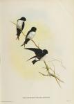 Delichon nipalensis, from 'A Century of Birds from the Himalaya Mountains', 1830-32 (colour litho)