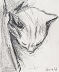 Sleeping Cat, 2015, (pencil)