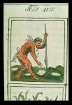 Ms Palat. 218-220 Book IX An Aztec man planting maize, from the 'Florentine Codex' by Bernardino de Sahagun, c.1540-85