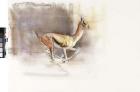Desert Wind (Arabian Gazelle), 2010 (oil on paper)