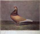 Portrait of a Beard Pigeon (coloured engraving)