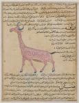Ms E-7 fol.180 A Giraffe, from 'The Wonders of the Creation and the Curiosities of Existence' by Zakariya'ibn Muhammed al-Qazwini (gouache on paper)