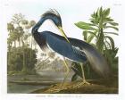 Louisiana Heron, 1834(coloured engraving)