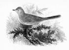 The Dartford Warbler, illustration from 'A History of British Birds' by William Yarrell, first published 1843 (woodcut)