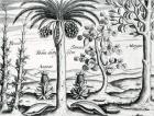 Landscape, Illustration from 'India Orientalis', 1598 (engraving)