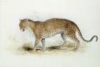 The Leopard (w/c on paper)