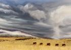 Elephant bulls at Lewa, 2014 (oil on canvas)