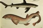 Lesser Spotted Dogfish, Pl.93 from 'Naturgeschichte und Abbildung der Fische' by H.R. Schinz, 1836 (colour litho)
