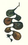 Archidendron scutiferum, 2002 (w/c on paper)