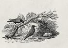 Crows (Corvus corone corone) from the 'History of British Birds' Volume I, pub. 1797 (wood engraving)