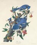 Blue Jay, 1831 (coloured engraving)