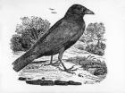 The Carrion Crow,  illustration from 'The History of British Birds' by Thomas Bewick, first published 1797 (woodcut)