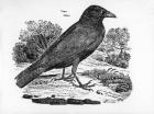 The Carrion Crow,  illustration from 'The History of British Birds' by Thomas Bewick, first published 1797 (woodcut)