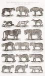 Different types of Quadrupeds (engraving)